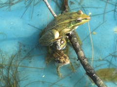 Lithobates