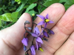 Solanum dulcamara
