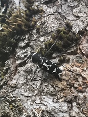 Xylotrechus albonotatus