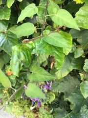 Solanum dulcamara