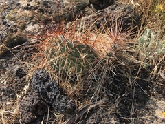Opuntia polyacantha polyacantha