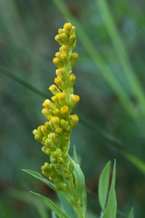 Solidago elongata