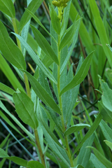 Solidago elongata