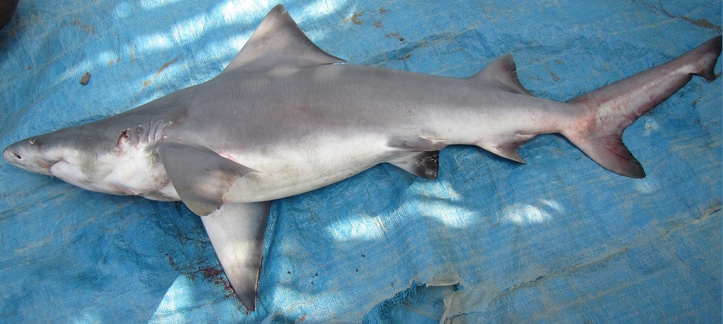 Northern River Shark