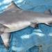 New Guinea River Shark - Photo (c) 
White et al., some rights reserved (CC BY)