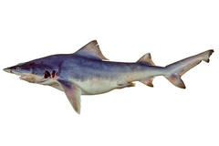 Northern River Shark photo 2