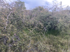Condalia buxifolia