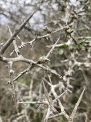 Condalia buxifolia