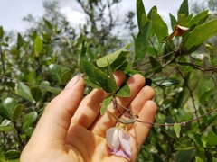 Centrosema arenicola