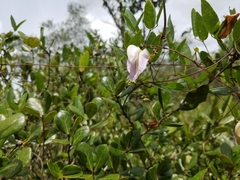 Centrosema arenicola