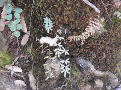Pellaea ternifolia