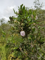 Centrosema arenicola