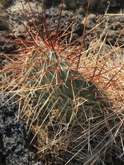 Opuntia polyacantha polyacantha