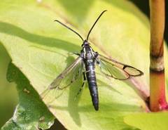 Synanthedon pictipes