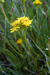 Solidago multiradiata multiradiata