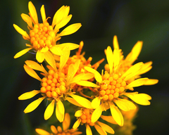 Solidago multiradiata multiradiata