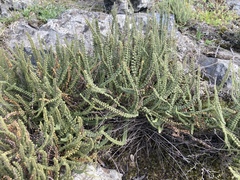 Cheilanthes micropteris