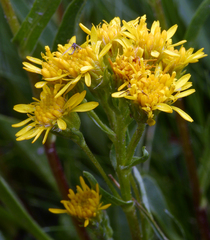 Solidago multiradiata multiradiata