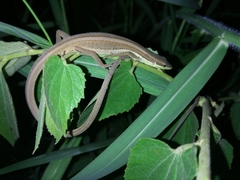 Takydromus sexlineatus