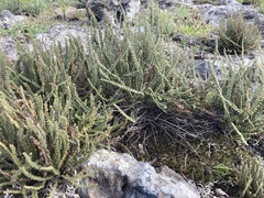 Cheilanthes micropteris