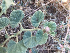 Malvella leprosa