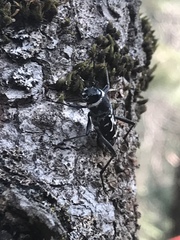 Xylotrechus albonotatus