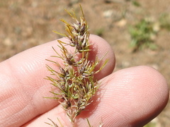 Poa bulbosa