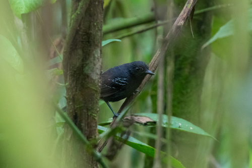 Black Antbird