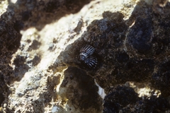 Echinolittorina placida image