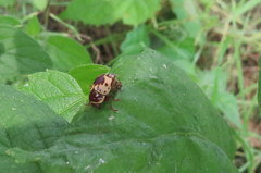 Cryptocephalus mutabilis