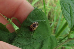 Cryptocephalus mutabilis