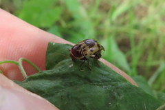 Cryptocephalus mutabilis