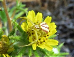 Mecaphesa schlingeri