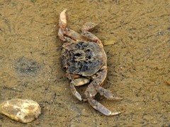 Cyrtograpsus angulatus