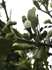 Dendrophthora clavata