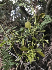 Dendrophthora clavata