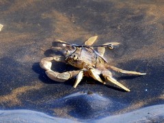 Cyrtograpsus angulatus