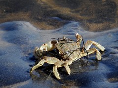 Cyrtograpsus angulatus
