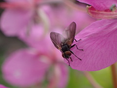 Phasia aeneoventris