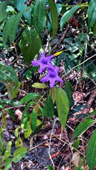 Ruellia breedlovei