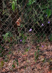 Ruellia breedlovei