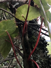 Begonia tropaeolifolia