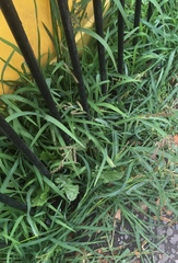 Echinochloa crus-galli