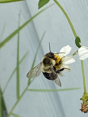Bombus impatiens image