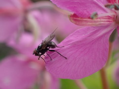 Phasia aeneoventris