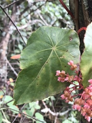 Begonia tropaeolifolia