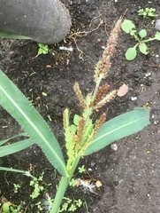 Echinochloa crus-galli