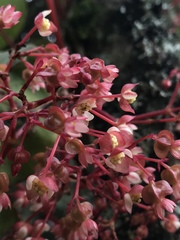 Begonia tropaeolifolia