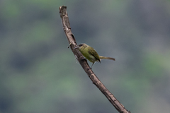 Tolmomyias