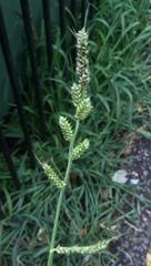 Echinochloa crus-galli